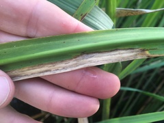 Zizaniopsis miliacea