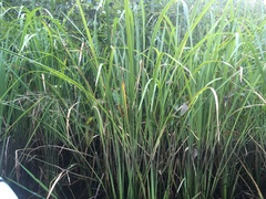 Zizaniopsis miliacea