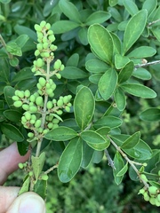 Ligustrum quihoui