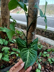 Syngonium podophyllum