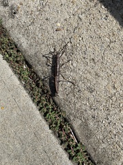 Anisomorpha buprestoides