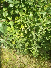 Lonicera tatarica