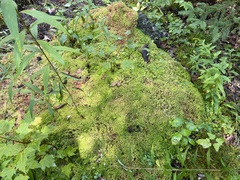 Sphagnum capillifolium