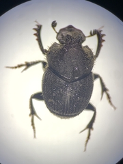 Onthophagus hecate