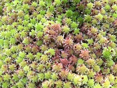 Sphagnum capillifolium