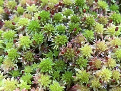 Sphagnum capillifolium