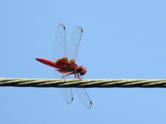 Urothemis signata