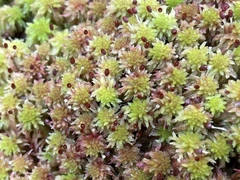 Sphagnum capillifolium