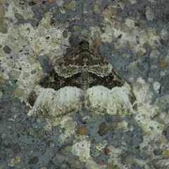 Euphyia intermediata