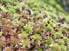 Sphagnum capillifolium