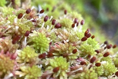 Sphagnum capillifolium