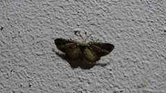 Geometridae