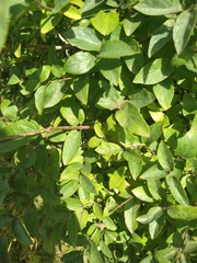 Lonicera tatarica