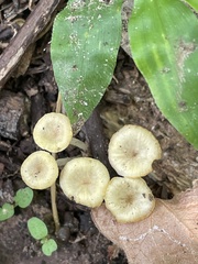 Gerronema strombodes