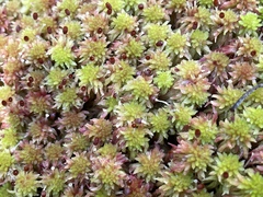 Sphagnum capillifolium