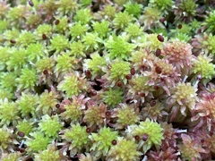 Sphagnum capillifolium