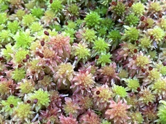 Sphagnum capillifolium