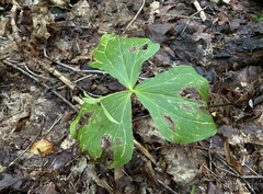 Trillium erectum