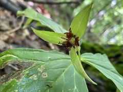 Trillium erectum