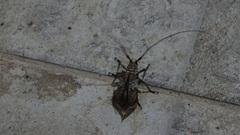 Cerambycoidea