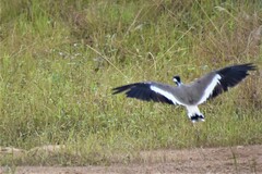 Vanellus indicus
