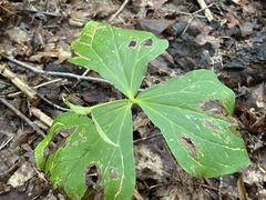 Trillium erectum