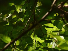 Cardellina canadensis