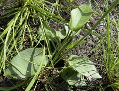 Alisma