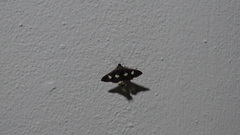 Phostria