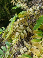 Polygonatum multiflorum