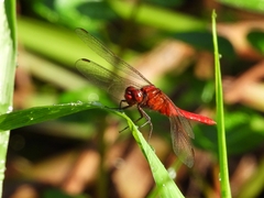 Rhodothemis rufa