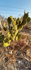 Opuntia microdasys
