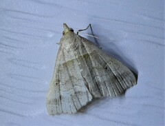 Phalaenophana pyramusalis