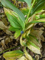Polygonatum multiflorum