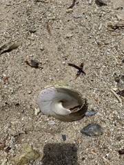 Trochoidea