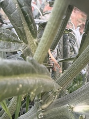 Schizomantodea