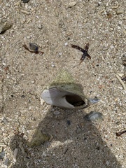 Trochoidea