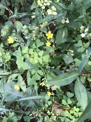 Oxalis dillenii