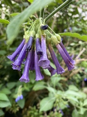 Iochroma