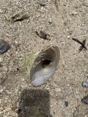 Trochoidea