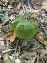 Persicaria filiformis