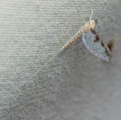 Callibaetis