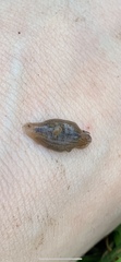Helobdella