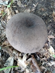 Agaricomycetidae