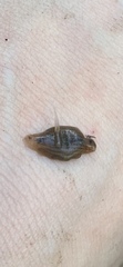 Helobdella