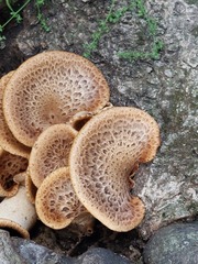 Cerioporus squamosus