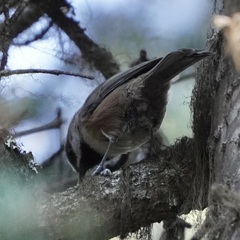 Poecile hudsonicus