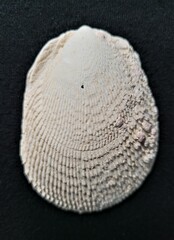 Ctenoides scaber
