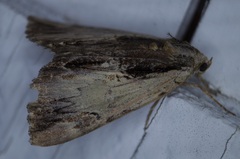 Catocala ultronia