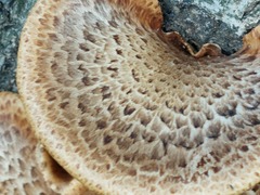 Cerioporus squamosus